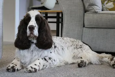 a dog laying on the floor next to a couch at Platinum lodge on Carlton Meres holiday Park in Rendham
