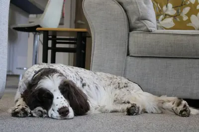 a brown and white dog laying on the floor next to a couch at Platinum lodge on Carlton Meres holiday Park in Rendham