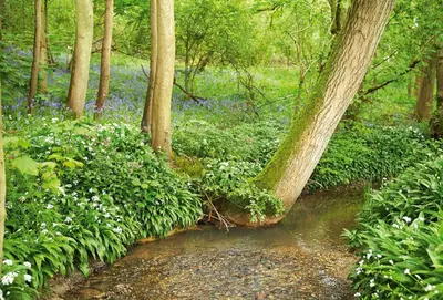 a forest filled with blue flowers and a stream at Brook Lodge Essex in Chappel