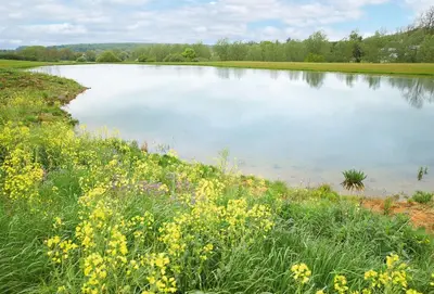 a large body of water with yellow flowers in front of it at Woodbell Lodge in Chappel