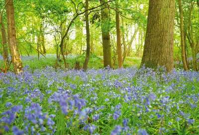 a field of blue flowers in a wood with trees at Ramson Lodge in Chappel