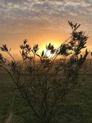 a bush in a field with the sunset in the background at Willow Barn luxury countryside accommodation in Bury St Edmunds in Bury Saint Edmunds