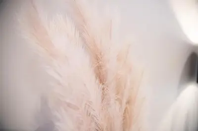 a close up of a white bird feather at Velvet 2-bedroom apartment, Conduit Lane, Hoddesdon in Hoddesdon