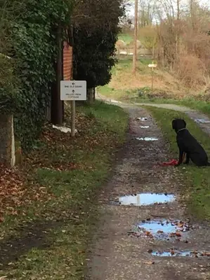 a black dog sitting on the side of a road at The Old Dairy, Valley Farm, Middleton in Middleton