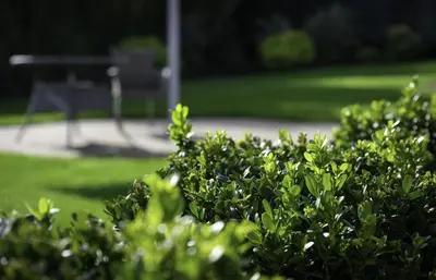 a bush in the foreground with a park bench in the background at Moulton Lawn House B&B in Moulton