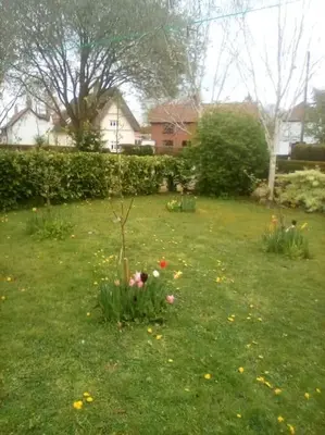 a garden with a small tree in the grass at The Cabin in Hockham