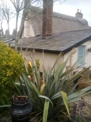 a house with plants in front of a yard at The Cabin in Hockham