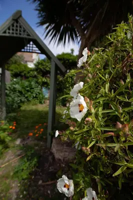 a group of white flowers on a bush at Beach palace in Clacton-on-Sea