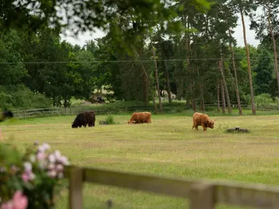 a group of brown cows grazing in a field at Covert Cottage in Gasthorpe