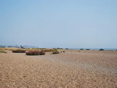 a field with plants in the middle of a desert at Burnt House Cottage in Barking