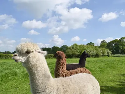 two llamas standing in a field of grass at The Glass Room in Dedham