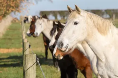 a group of horses standing next to a fence at The Falgate Shepherd's Hut in Caston