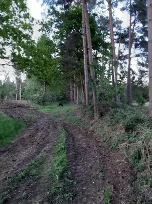 a dirt road in the middle of a forest at Bishy Barnabees country lodge with hot tub in Swaffham
