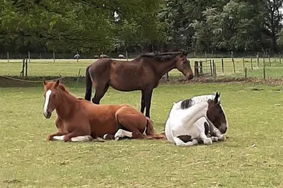three horses laying down in a field with a horse at Bishy Barnabees country lodge with hot tub in Swaffham