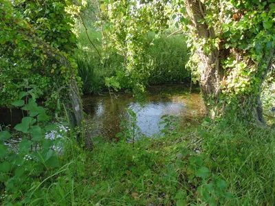 a creek in the middle of a forest with trees at The Cabin in Pakenham