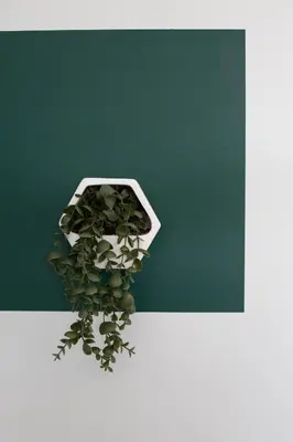 a plant in a white pot next to a green wall at Chelmsford Reach 3 bed house near centre,free parking, Wi-Fi, table football in Chelmsford