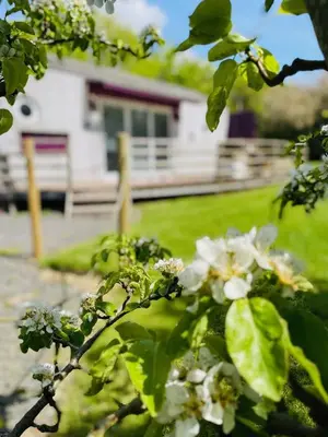 a tree with white flowers in front of a house at Purple CargoPod at Lee Wick Farm Cottages & Glamping in Clacton-on-Sea
