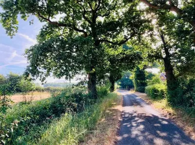 a tree on the side of a dirt road at The Stables, Hoo in Woodbridge