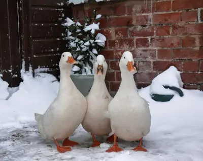 a group of four ducks standing in the snow at Victorian quirky farm cottage next to forest & close to beach in Woodbridge