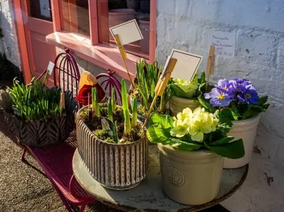 four potted plants on a table in front of a window at The Old Reading Rooms Linton in Linton