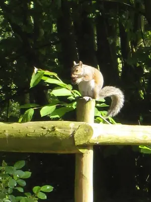 a squirrel sitting on top of a wooden fence at Colston Hall Farmhouse B&B in Framlingham