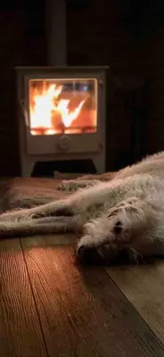 a dog laying on the floor in front of a fireplace at Baytree Cottage Framlingham in Framlingham