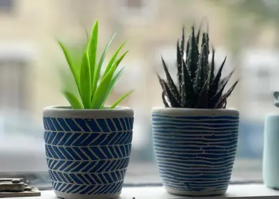 two blue and white vases with plants in them at Vibrant Mill Road Oasis - Peaceful House with Garden near station in Cambridge
