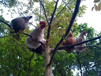 a group of chickens sitting in a tree at The Potting Shed in Manuden