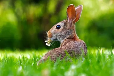 a rabbit sitting in the grass with a flower in its mouth at The Lodge - 2 acres of garden with hot tub and fire pit and BBQ in East Harling