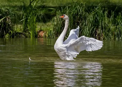 a swan swimming in the water with its wings out at The Lodge - 2 acres of garden with hot tub and fire pit and BBQ in East Harling