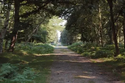 a dirt road through a forest with trees at Period Cottage near Suffolk Coast and Forest in Tunstall