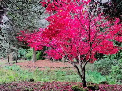 a pink tree in a field of flowers at Beautiful cottage in Brentwood in Kelvedon Hatch