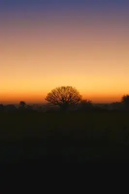 a silhouette of a tree in a field at sunset at The Hideaway-Perfect Staycation in Belchamp Saint Paul