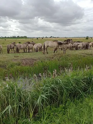 a herd of horses standing in a field at Bellevue cottage in Wicken