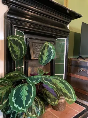 a plant sitting in front of a fireplace at Hidden gem in heart of Breckland in Watton