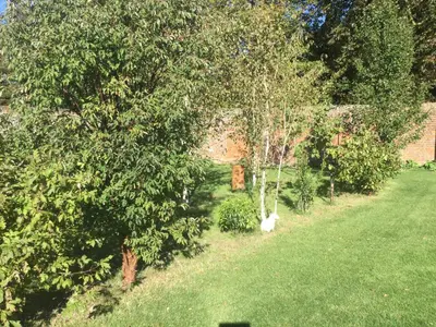a white cat sitting in a yard next to a tree at STACK YARD COTTAGE. in Cambridge