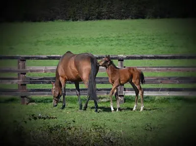 a horse and a baby horse standing next to a fence at Beautiful shepherd’s hut in Newmarket