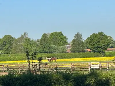 a horse grazing in a field with yellow flowers at Beautiful shepherd’s hut in Newmarket