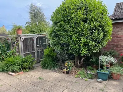 a garden with a large tree and a greenhouse at Ferncroft Garden Studio in Histon