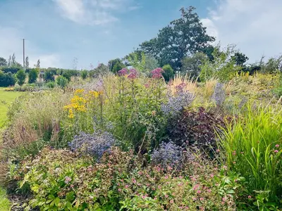 a field filled with lots of different colored flowers at Owls Nest in Stradbroke