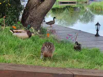 a group of ducks in the grass near a lake at River Cottage in Stoke Ferry