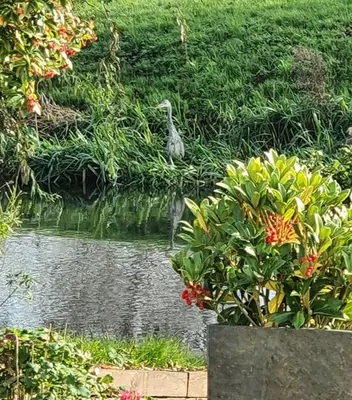 a bird standing in the water in a garden at River Cottage in Stoke Ferry