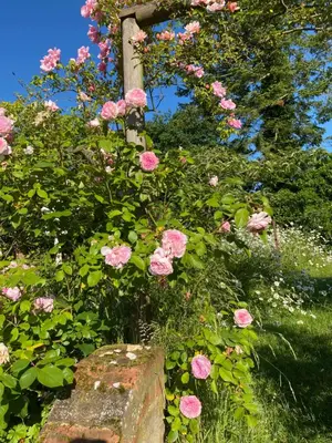 a bunch of pink roses growing on a stone pillar at Mulleys Cottage (Bed and Breakfast) in Westleton