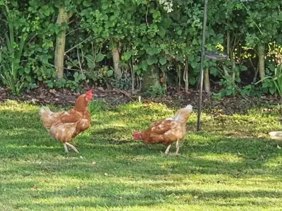two chickens walking in the grass in a yard at The Woodpeckers - Alresford Essex in Alresford