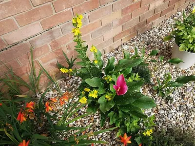 a garden with flowers next to a brick wall at The Woodpeckers - Alresford Essex in Alresford