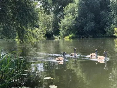 a group of three ducks swimming in the water at Cambridge Narrowboats - Beautiful New Moon Narrowboat in Cambridge