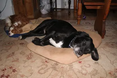 a black and white dog laying on a dog bed at The Old Pump House in Bungay