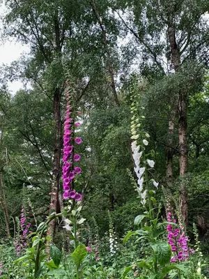 a group of purple and white flowers in a forest at Private Apartment at Woodland Retreat in Gamlingay