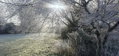 a sun shining through the branches of a tree at The Granary Stradbroke in Fressingfield