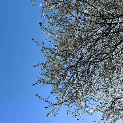 a leafless tree with a blue sky in the background at Greenacre Lodge - cosy, dog-friendly rural home with private garden in Redgrave